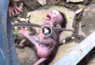 O M G !!! what’s appended to baby monkey and make baby lost control ?