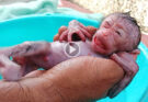 Most Small newborn baby monkey sleepy while take a bath..